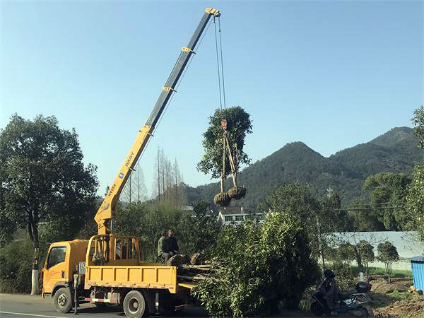 小型蓝牌随车吊种树